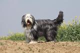 BEARDED COLLIE 164